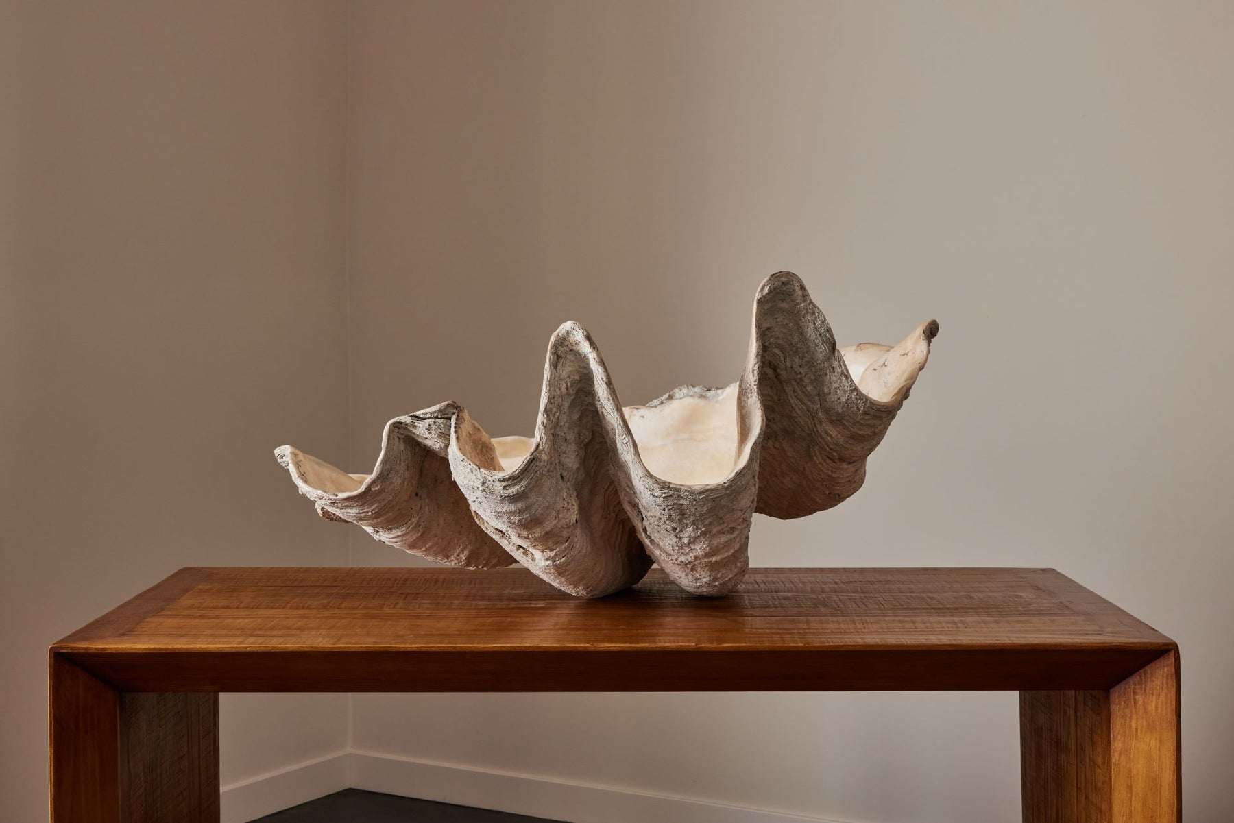 Giant Clam Shell – Hollis Pasadena